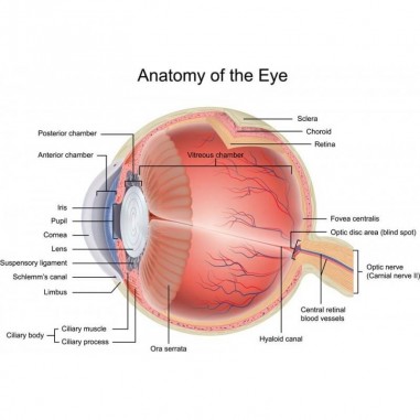 Ανατομία του ματιού