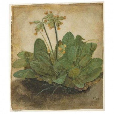 Πίνακας σε καμβά Albrecht Dürer - Tuft of Cowslips - 1526