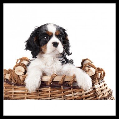 Πίνακας σε καμβά Dog in the basket