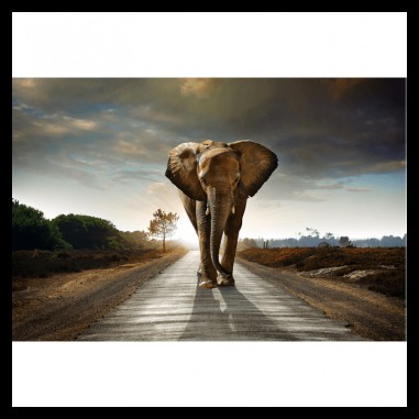 Πίνακας σε καμβά elephant on the road