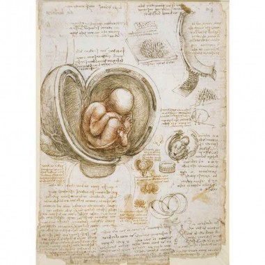 Πίνακας σε καμβά Leonardo Da Vinci - A page showing his study of a foetus in the womb - 1510
