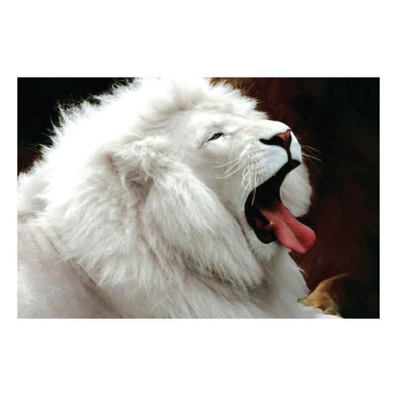 Πίνακας σε καμβά με λευκό λιοντάρι