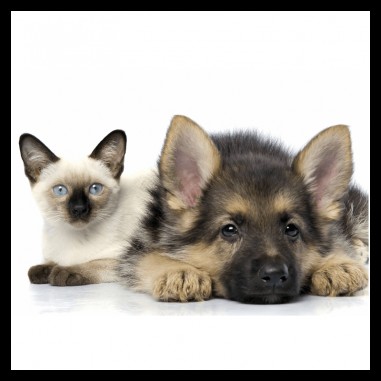 Πίνακας σε καμβά με σκύλο και γάτα