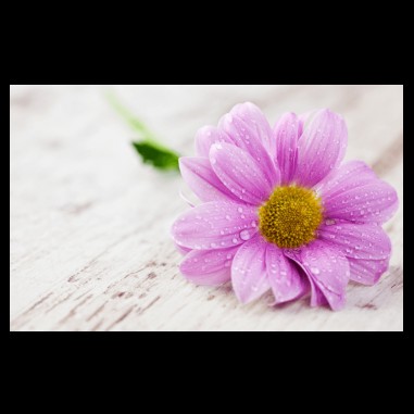 Πίνακας σε καμβά με Water Petals