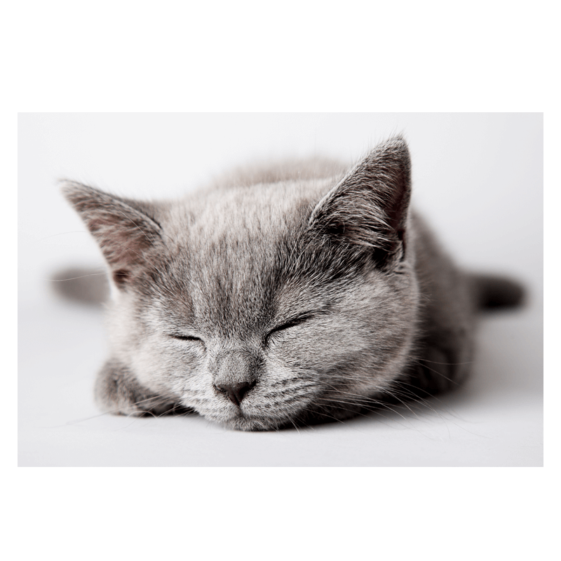 Πίνακας σε καμβά sleepy cat