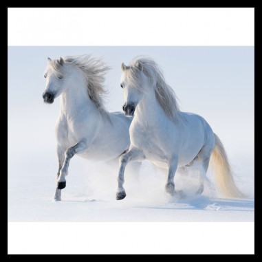 Πίνακας σε καμβά White horses