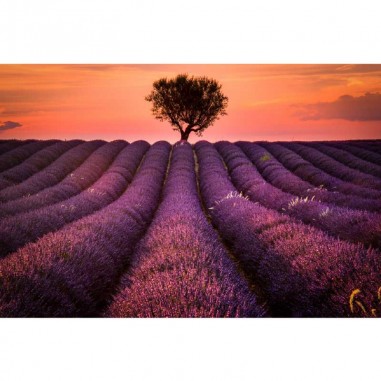 Ταπετσαρία τοίχου Lavender