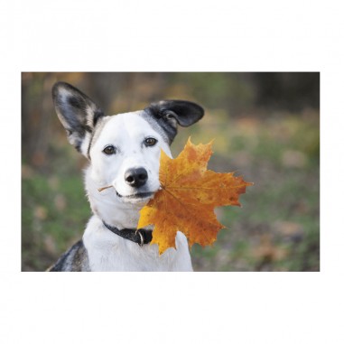 Ταπετσαρία τοίχου Με Dog With Leaf