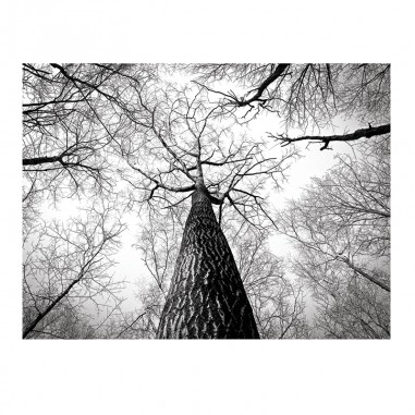 Ταπετσαρία τοίχου με το B&W Trees