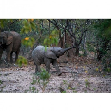 Ταπετσαρία τοίχου  Elephant