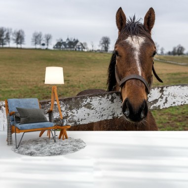 Ταπετσαρία τοίχου  Horse