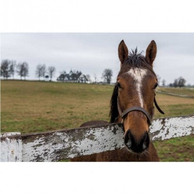 Ταπετσαρία τοίχου  Horse