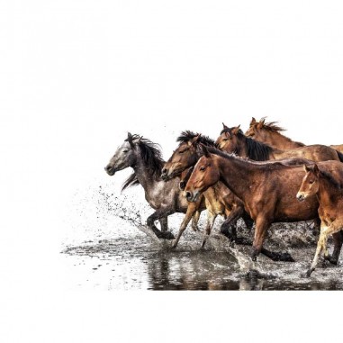 Ταπετσαρία τοίχου  Horses