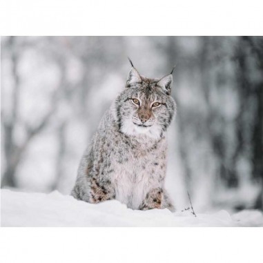 Ταπετσαρία τοίχου  Lynx