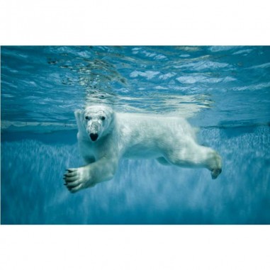 Ταπετσαρία τοίχου Polar Bear