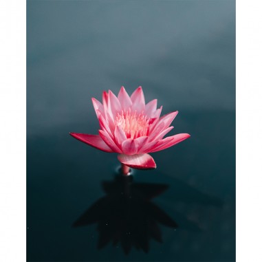 Πίνακας σε καμβά Pond lily