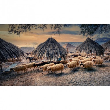 Π'ινακας σε καμβά Πρόβατα σε παραλία Κρήτης