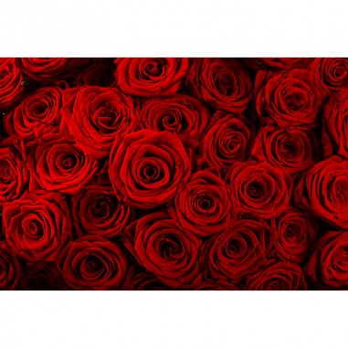 Ταπετσαρία τοίχου Red Roses