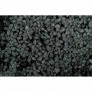 Πίνακας σε καμβά με leaves 1