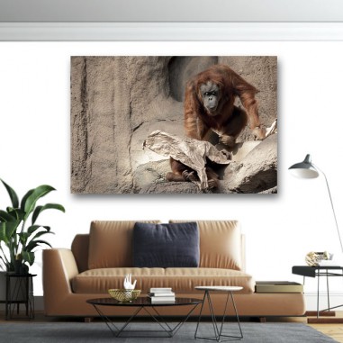 Πίνακας σε καμβά  Πίθηκος στα βράχια