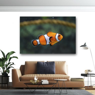Πίνακας σε καμβά Clown Fish