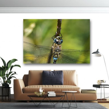 Πίνακας σε καμβά Dragonfly