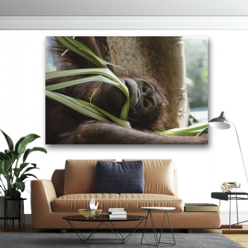 Πίνακας σε καμβά Μαϊμού που μασάει φύλλα