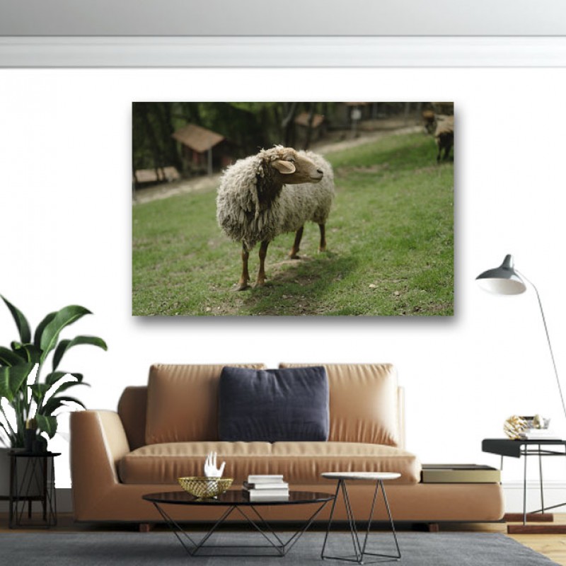 Πίνακας σε καμβά Πρόβατο