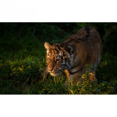 Πίνακας με Big Cat