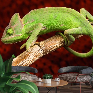Chameleon