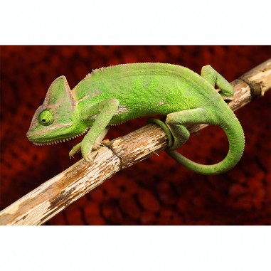 Πίνακας με Chameleon