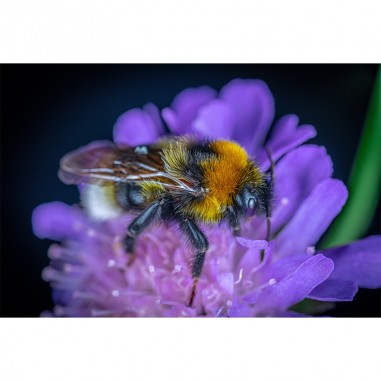 Πίνακας με Bumblebee 