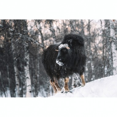 American Bison