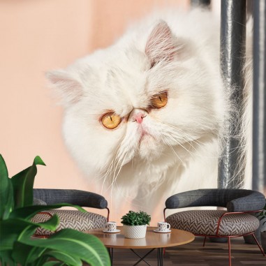 Persian Cat