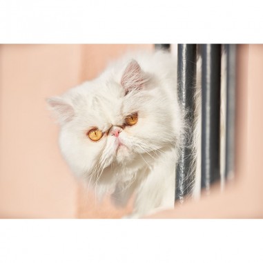 Πίνακας με Persian Cat