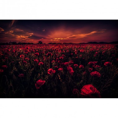 Ταπετσαρία τοίχου Field with red poppies