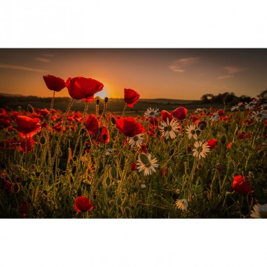 Ταπετσαρία τοίχου Flowers in the Dawn