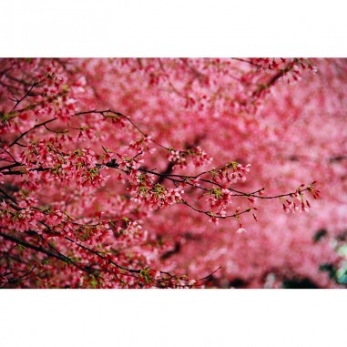 Ταπετσαρία τοίχου Floral Tree