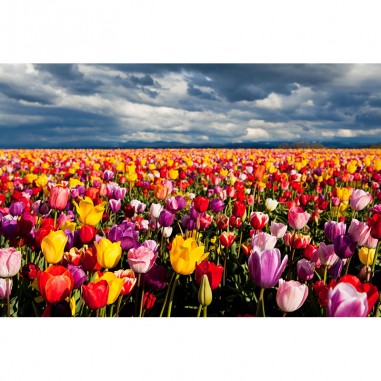 Ταπετσαρία τοίχου Field with tulips