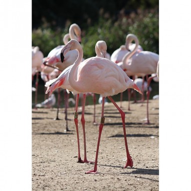 Πίνακας σε καμβά Flamingos