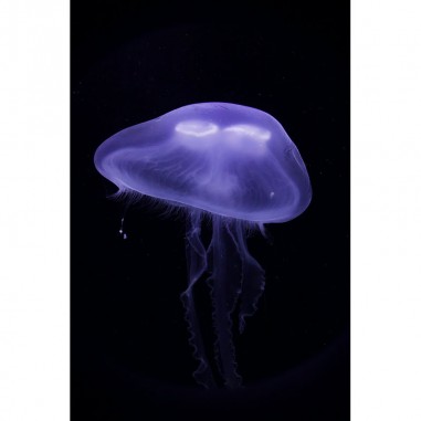 Πίνακας σε καμβά Jelly fish 2