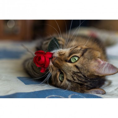 Πίνακας σε καμβά Γάτα με κόκκινο τριαντάφυλλο