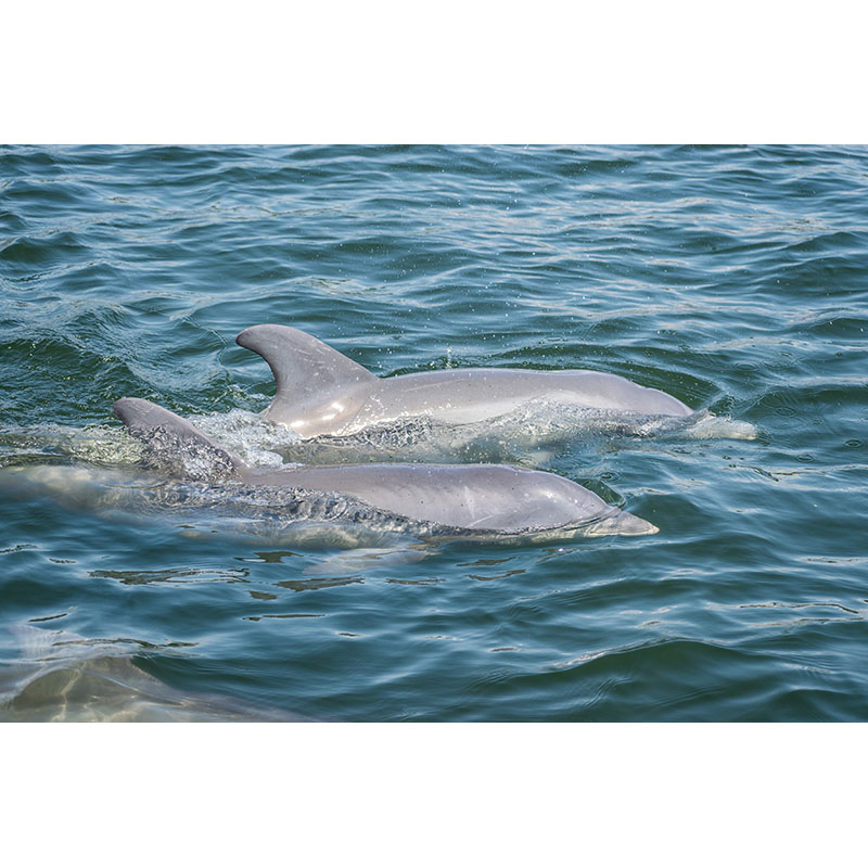 Πίνακας σε καμβά Δύο Δελφίνια κολυμπούν