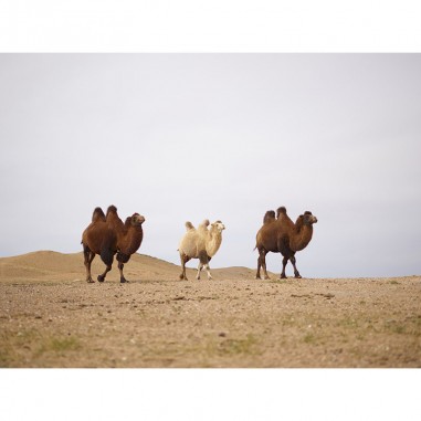 Πίνακας σε καμβά Καμήλες στην έρημο