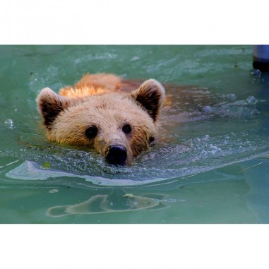 Πίνακας σε καμβά Καφέ αρκούδα στο νερό