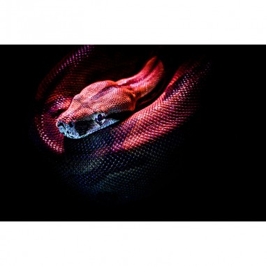 Πίνακας σε καμβά Κόκκινο Φίδι