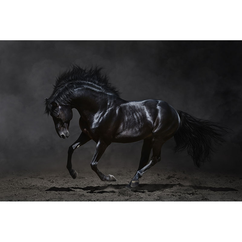 Πίνακας σε καμβά Μαύρο Άλογο