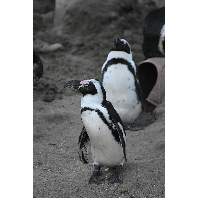 Πίνακας σε καμβά Μικροί πιγκουίνοι