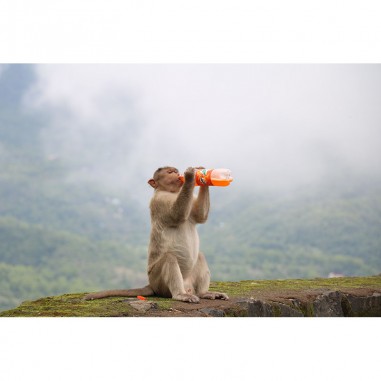 Πίνακας σε καμβά Πίθηκος που πίνει αναψυκτικό