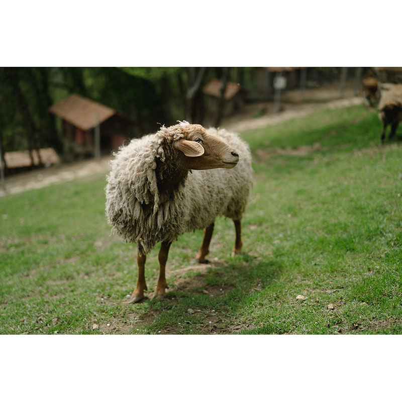 Πίνακας σε καμβά Πρόβατο